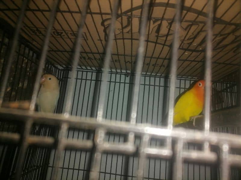 breeder pair ha 4