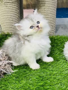 Persian male/female kittens available WhatsApp number 03124188513