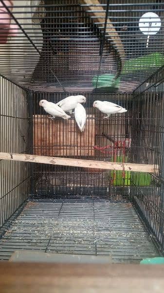 Albino Split Breeder Pair with Eggs Chicks and Grey Java breeder 0