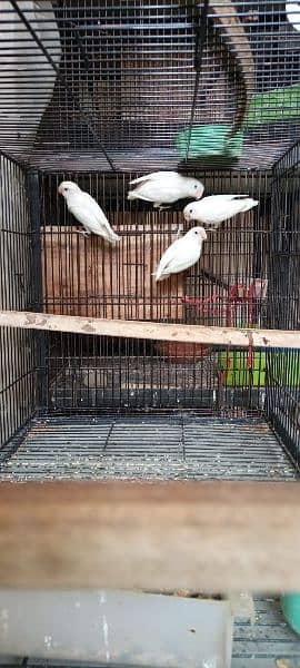 Albino Split Breeder Pair with Eggs Chicks and Grey Java breeder 1