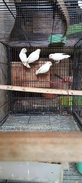 Albino Split Breeder Pair with Eggs Chicks and Grey Java breeder 2