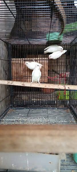 Albino Split Breeder Pair with Eggs Chicks and Grey Java breeder 3