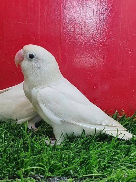 Albino Split Breeder Pair with Eggs Chicks and Grey Java breeder 9