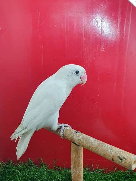 Albino Split Breeder Pair with Eggs Chicks and Grey Java breeder 10