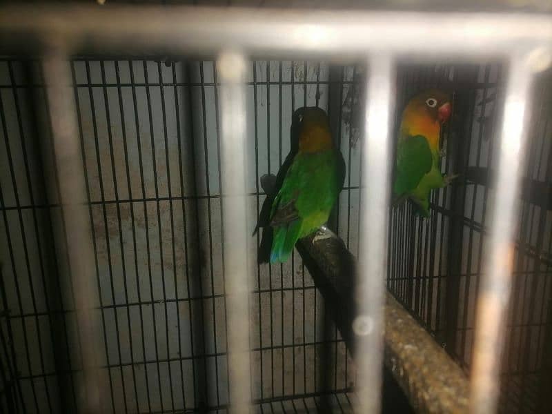 love birds 1