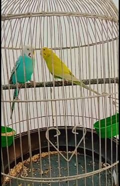 Budgie