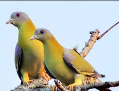 green pigeon breeder pair