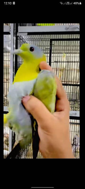 green pigeon breeder pair 1