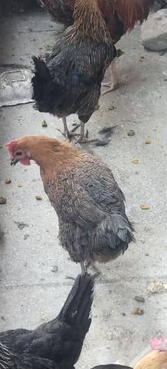 golden misri hen healthy active