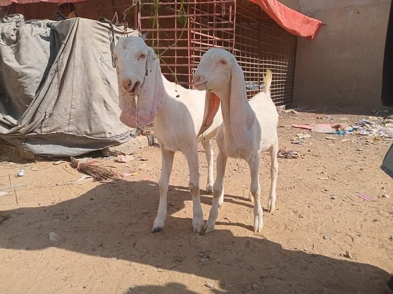 Bakra Bakri 6 months 0