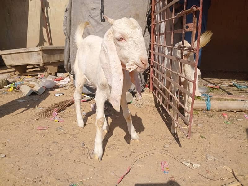 Bakra Bakri 6 months 4