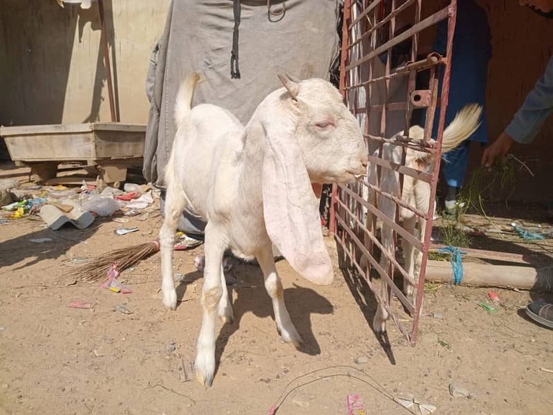 Bakra Bakri 6 months 6