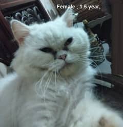 White British Cat female & Grey persian cat female 1 year| 03008003560