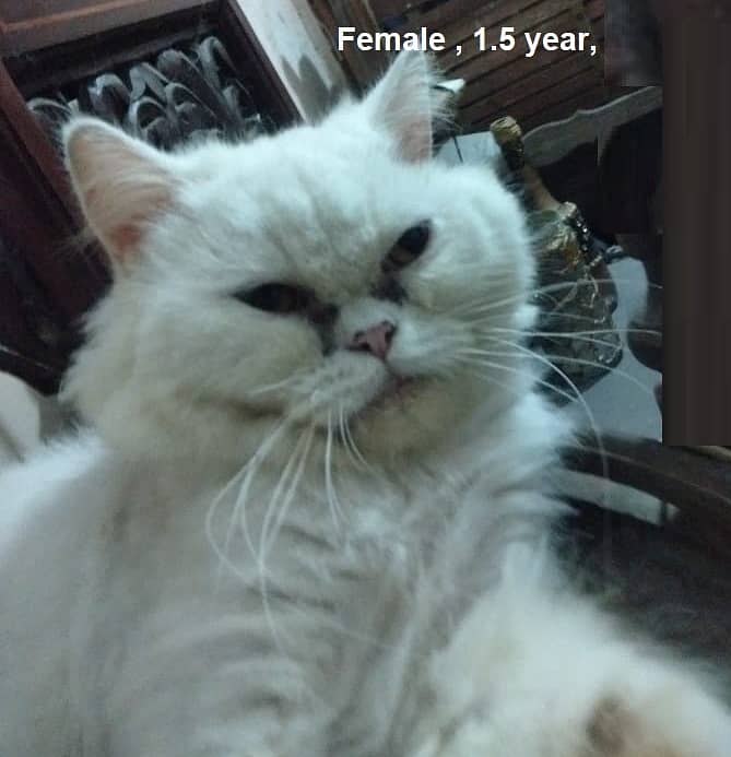 White British Cat female & Grey persian cat female 1 year| 03008003560 0