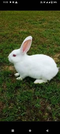 rabbit for sale