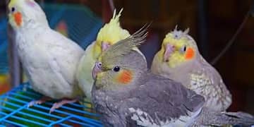 I'm buying cockatiel Eggs