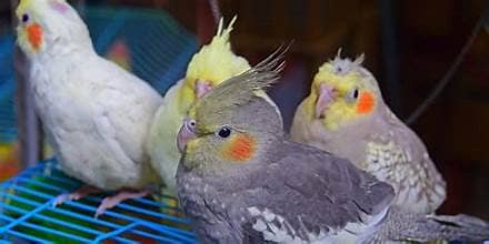 I'm buying cockatiel Eggs 0