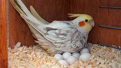 I'm buying cockatiel Eggs 1