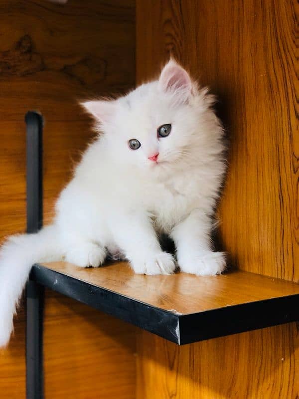 Persian Punch face triple coat cat Kitten 7