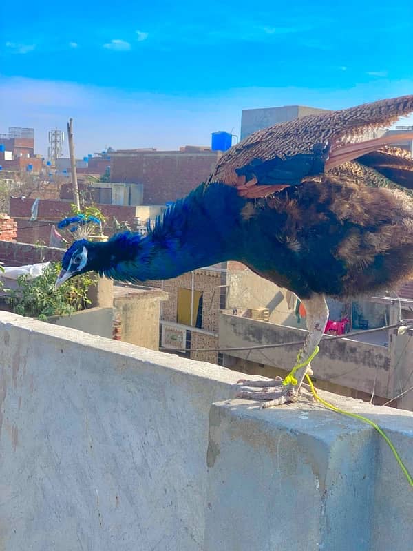 peacock beautiful pair 0