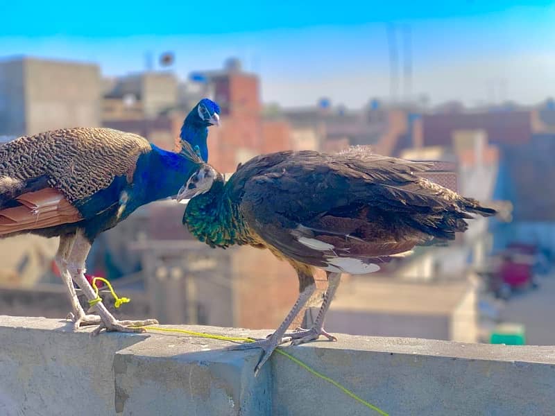 peacock beautiful pair 1