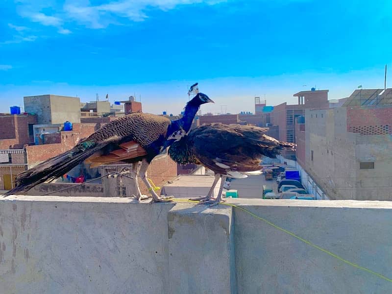 peacock beautiful pair 5