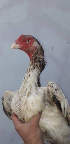 shamo hen