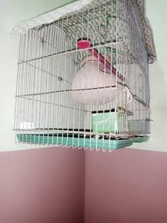 ak parrot hai or cage bhi h sath me male hai