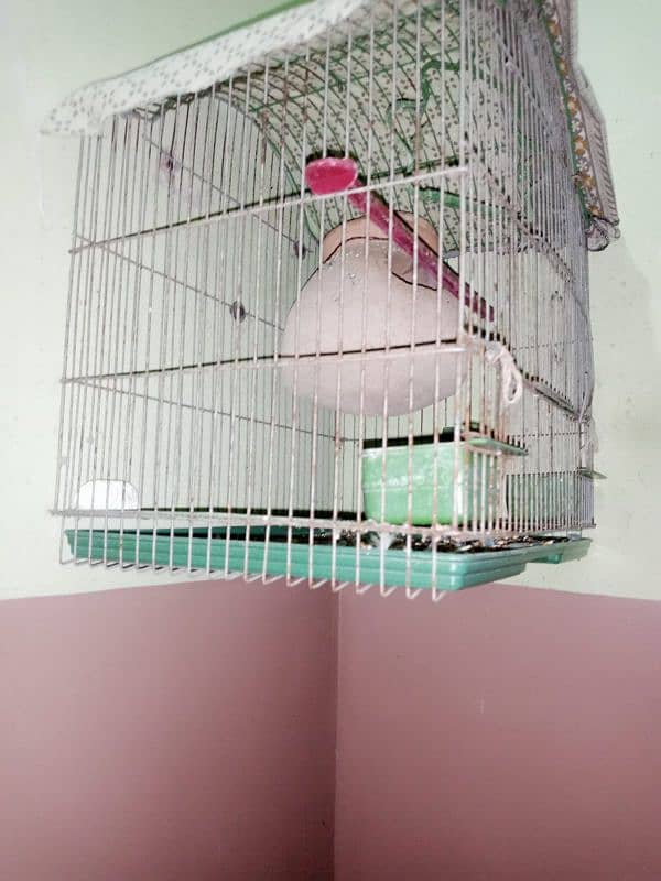 ak parrot hai or cage bhi h sath me male hai 0