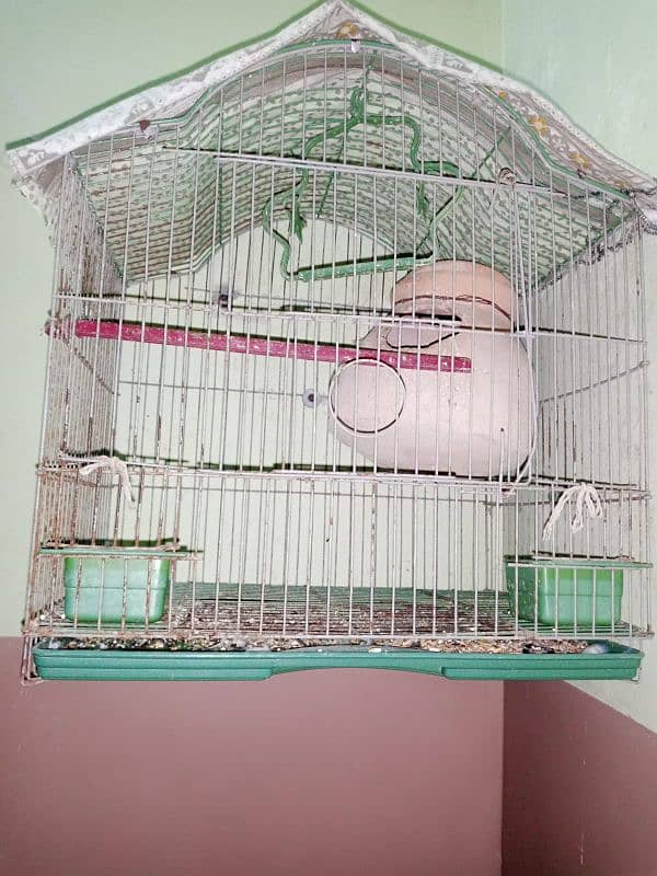 ak parrot hai or cage bhi h sath me male hai 1