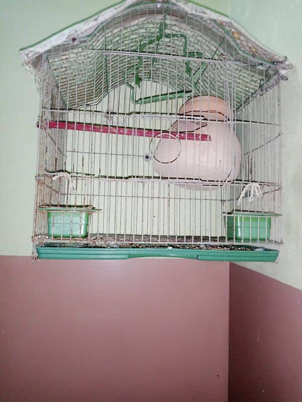 ak parrot hai or cage bhi h sath me male hai 2