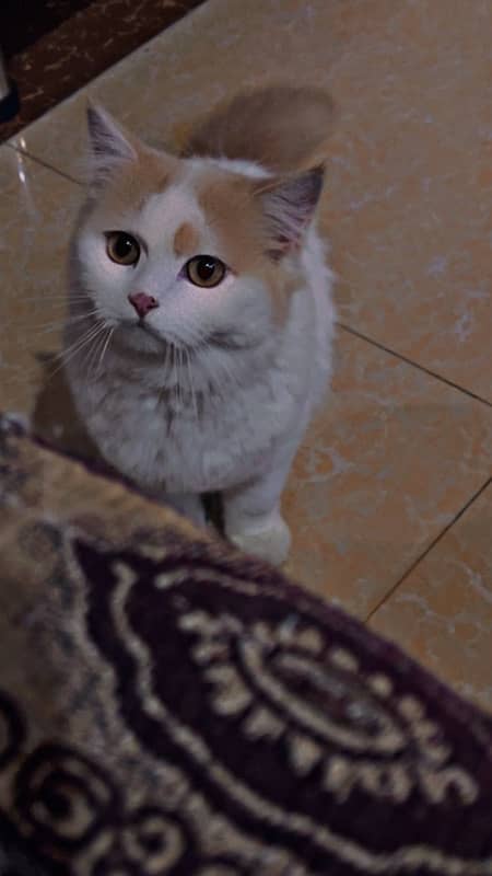 Persian cat Male 7 0