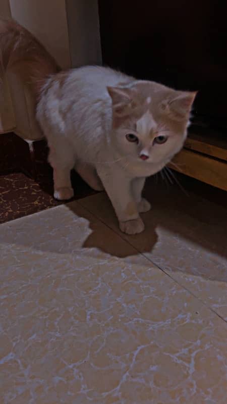 Persian cat Male 7 1