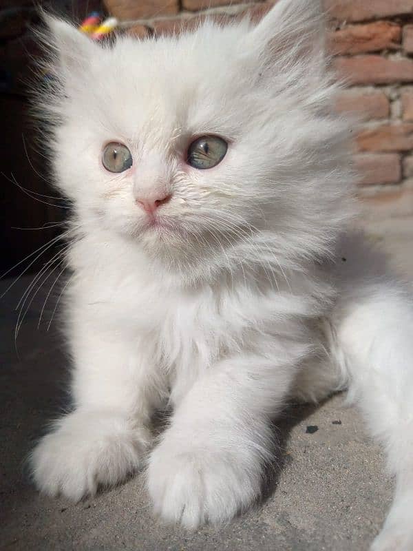 cute Persian female kitten 0