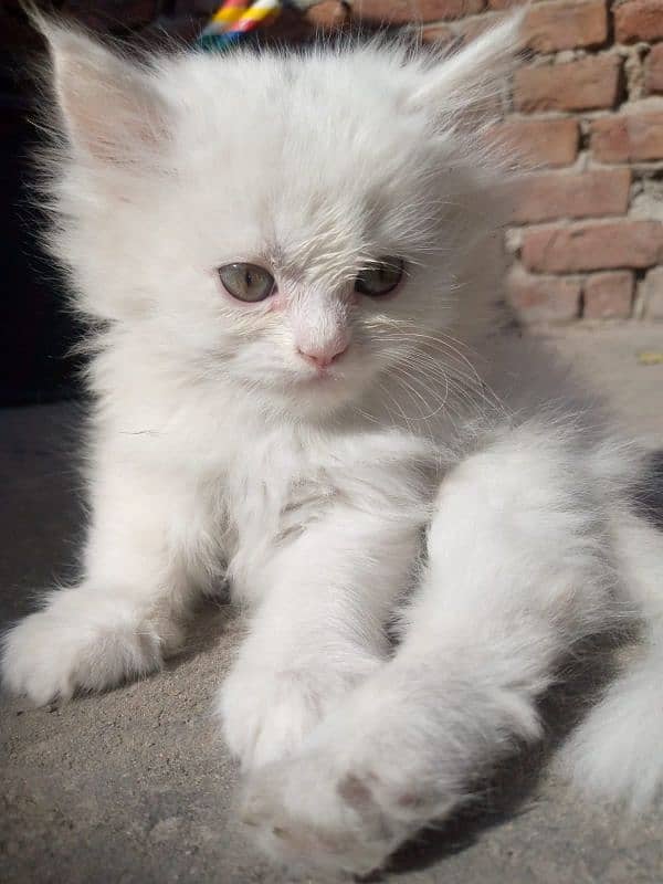 cute Persian female kitten 1