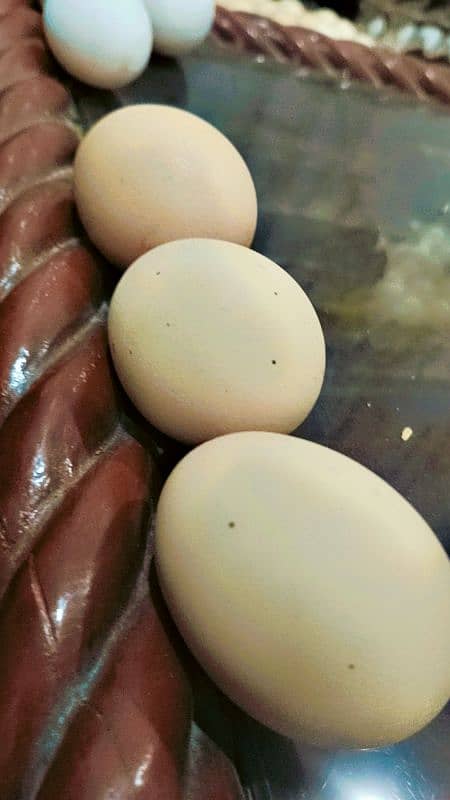 Desi egg . 30 egg Desi . 900Rs 0