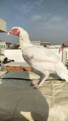 paper white heera aseel murga, female, Madi, chicks, for sale