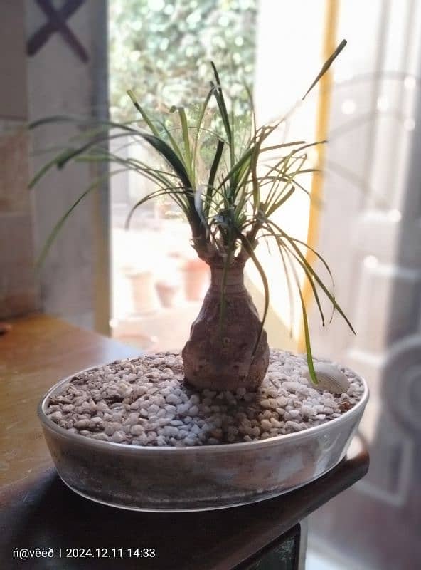 Live plant Bonsai 4