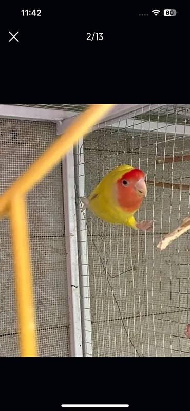 Beautiful Birds Cage |Complete Birds |6 breading box | bartan,sticks 5