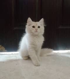 Persian kitten