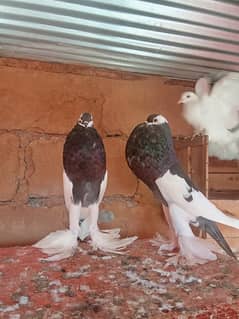 Magpie pigeons