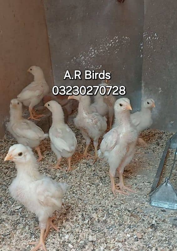 White Shamo Eggs / Chicks 6