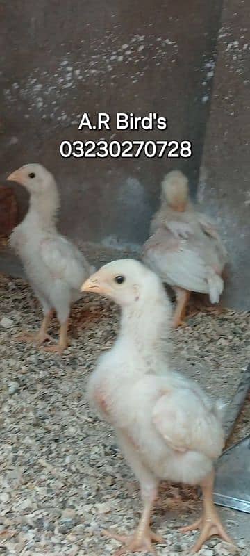 White Shamo Eggs / Chicks 7