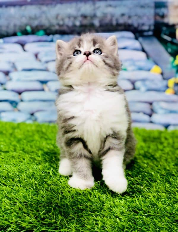 Persian Punch face triple coat cat Kitten 3