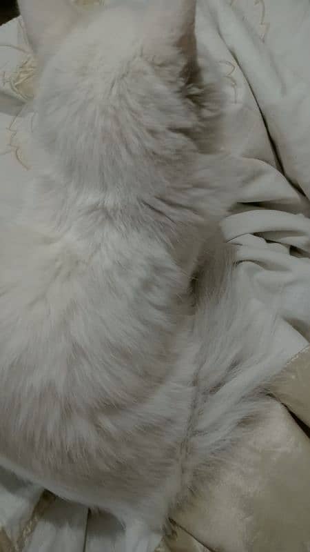 Persian cat for sale 2