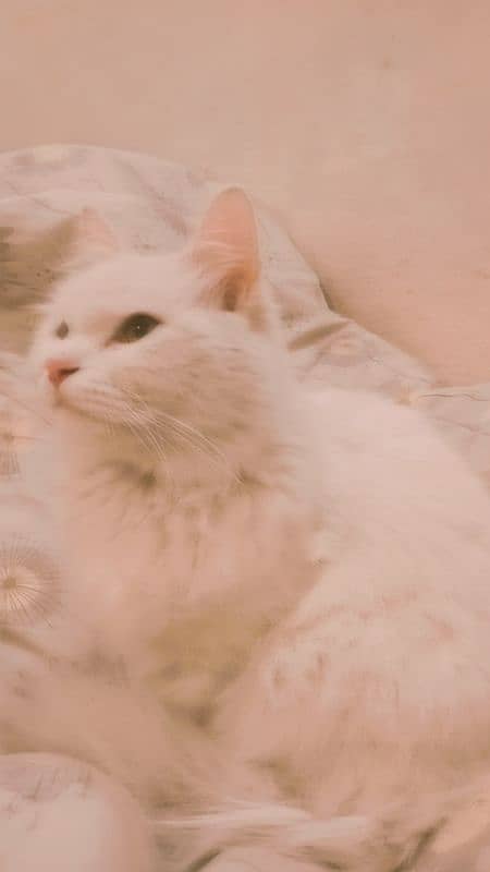 Persian cat for sale 3