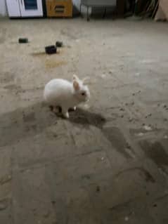 lionhead dwarf rabbits pair for sale