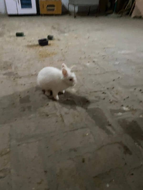 lionhead dwarf rabbits pair for sale 0