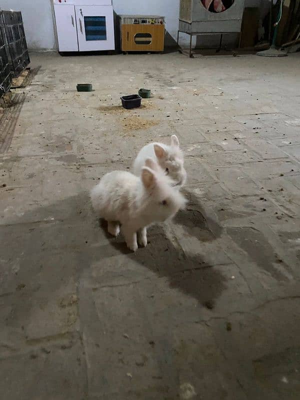 lionhead dwarf rabbits pair for sale 1