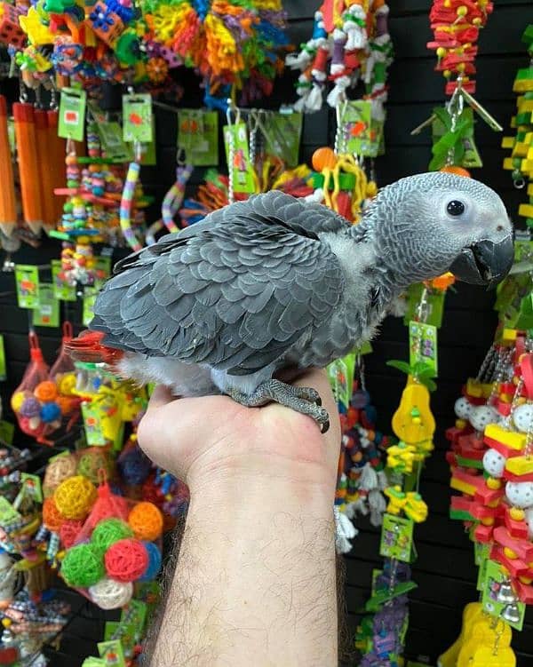 African grey parrot for sale. 0348*1798-450 2